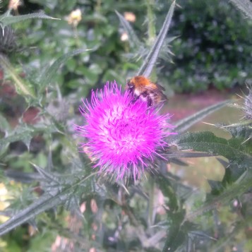 Bees at thistle_0717